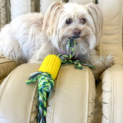 Dog sitting with Yellow rubber corn cob dog toy with green rope