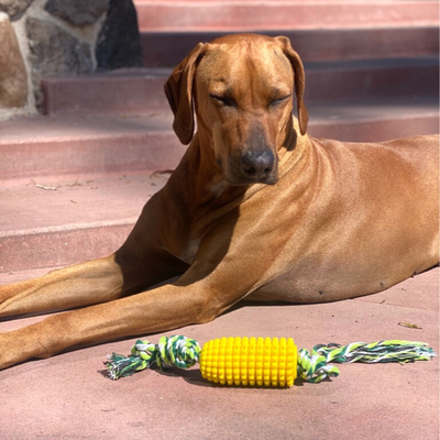 Rhodesian ridgeback sitting with Yellow rubber corn cob dog toy with green rope