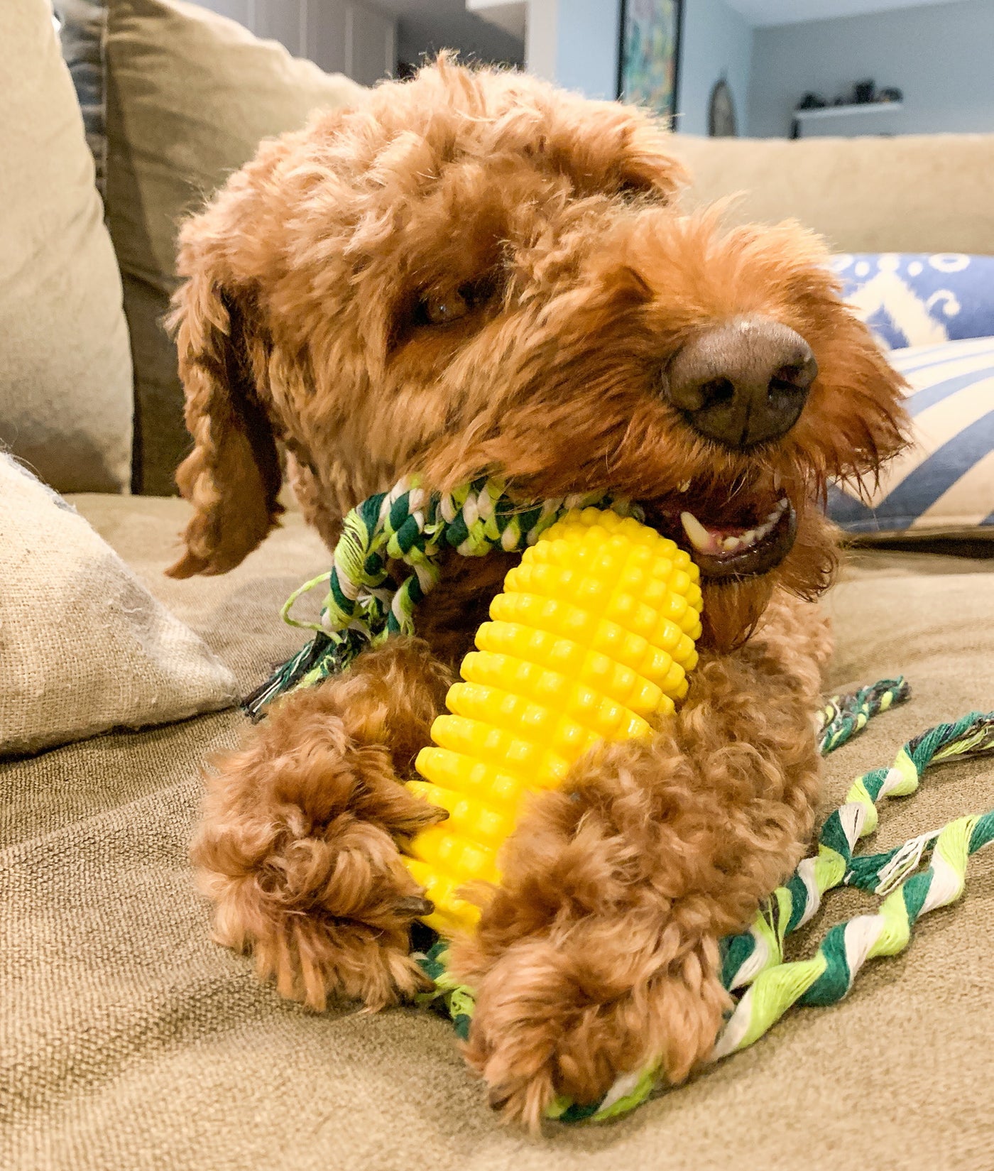 Labradoodle biting with Yellow rubber corn cob dog toy with green rope